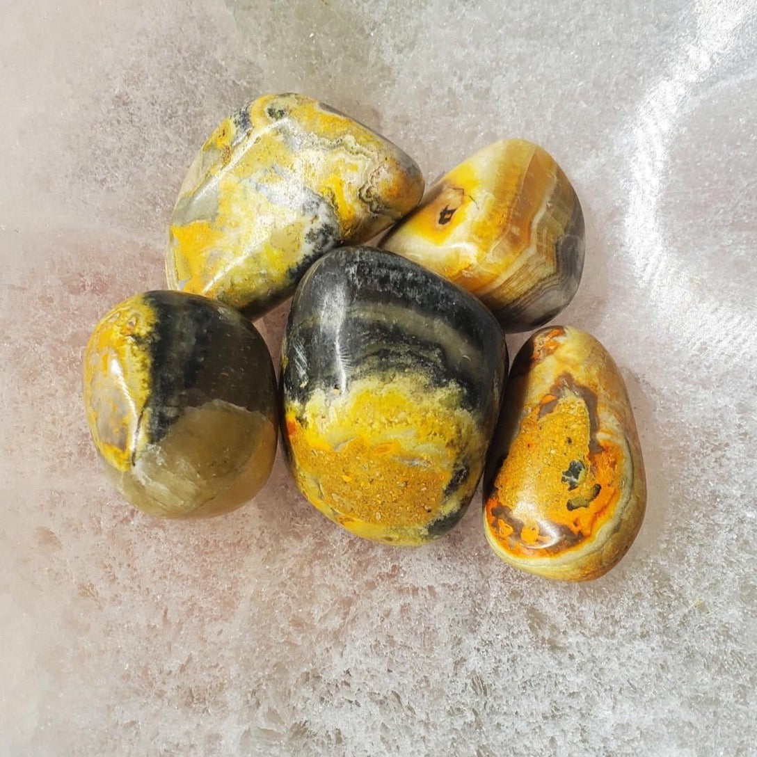 Bumblebee Jasper Tumbles